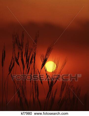 wheat silhouetted against red sky with yellow sun View Large Photo Image Stock Image - wheat silhouetted against red sky with yellow sun. Fotosearch