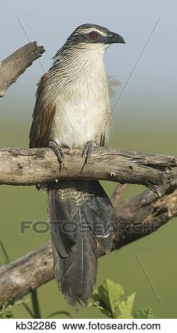 Stock Photograph - white browed coucal on dead branch serengeti national park tanzania africa. Fotosearch