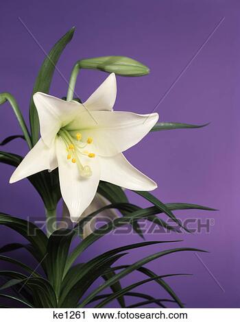 Stock Image - white easter lily with purple background. Fotosearch