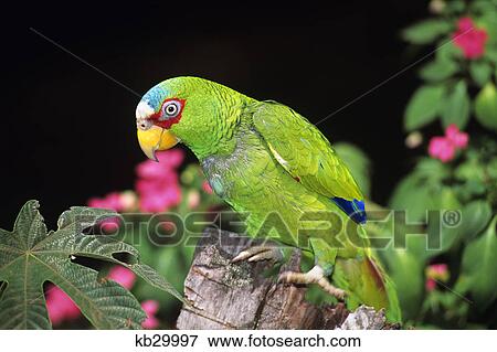 white-fronted amazon parrot amazona albifrons monteverde cloud forest, costa rica View Large Photo Image Stock Photo - white-fronted amazon parrot amazona albifrons monteverde cloud forest, costa rica. Fotosearch