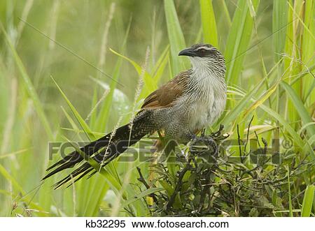 white headed mousebird masai mara national reserve kenya africa View Large Photo Image Stock Photography - white headed mousebird masai mara national reserve kenya africa. Fotosearch