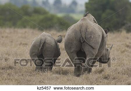 Stock Photo - white rhino cow and calf from behind rear view running away from camera tanzania africa. Fotosearch