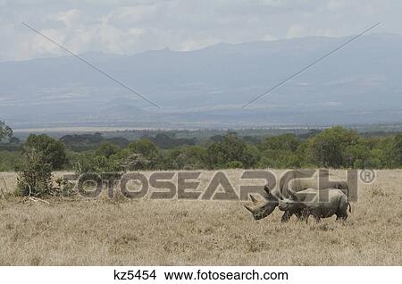 white rhino cow and calf tanzania africa View Large Photo Image Picture - white rhino cow and calf tanzania africa. Fotosearch