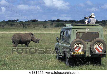 white rhino in plains with tourist vehicle and photographer kenya, africa View Large Photo Image Picture - white rhino in plains with tourist vehicle and photographer kenya, africa. Fotosearch