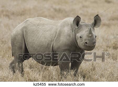 Stock Photography - white rhino looking at camera tanzania africa. Fotosearch