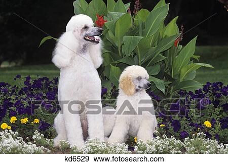 white standard poodles adult and puppy sitting in flowerbed View Large Photo Image Stock Photo - white standard poodles adult and puppy sitting in flowerbed. Fotosearch