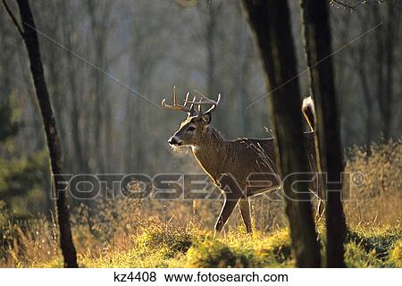 Stock Photo - whitetail buck, nine point odocoileus virginianus. Fotosearch