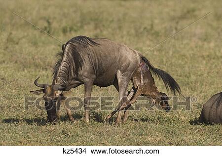 wildebeest giving birth to young gnu ngorongoro crater tanzania africa View Large Photo Image Picture - wildebeest giving birth to young gnu ngorongoro crater tanzania africa. Fotosearch