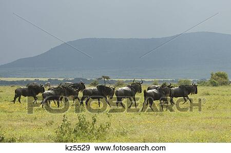 wildebeest gnus running in plains masai mara national reserve kenya africa View Large Photo Image Stock Photo - wildebeest gnus running in plains masai mara national reserve kenya africa. Fotosearch