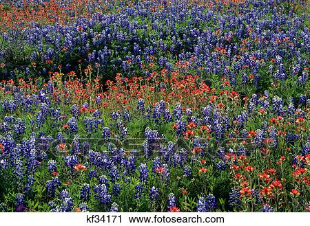 wildflowers bluebonnets and indian paintbrush in field View Large Photo Image Stock Image - wildflowers bluebonnets and indian paintbrush in field. Fotosearch