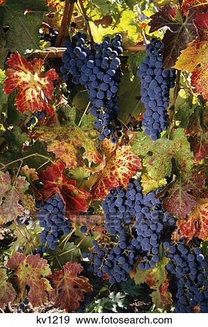 wine grapes on vine napa valley, ca View Large Photo Image Stock Photo - wine grapes on vine napa valley, ca. Fotosearch