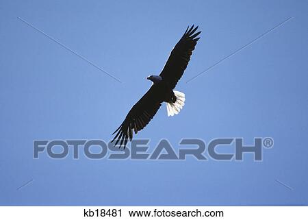 Stock Image - wing span of bald eagle soaring. Fotosearch