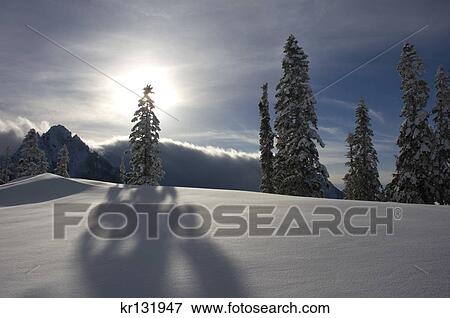 winter tree shadow mt rainier national park washington View Large Photo Image Stock Photo - winter tree shadow mt rainier national park washington. Fotosearch