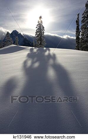 Stock Photograph - winter tree shadow mt rainier national park washington. Fotosearch
