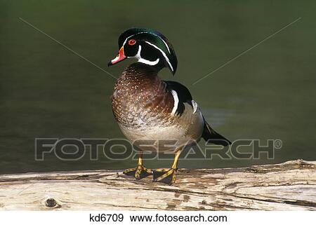 wood duck aix sponsa north american View Large Photo Image Stock Photo - wood duck aix sponsa north american. Fotosearch