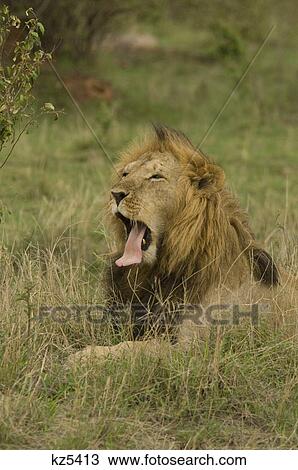 yawning male lion masai mara national reserve kenya africa View Large Photo Image Stock Image - yawning male lion masai mara national reserve kenya africa. Fotosearch