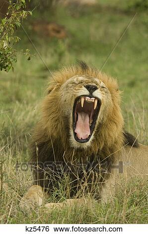 yawning roaring male lion masai mara national reserve kenya africa View Large Photo Image Stock Photograph - yawning roaring male lion masai mara national reserve kenya africa. Fotosearch