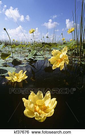 yellow american lotus flowers View Large Photo Image Stock Photograph - yellow american lotus flowers. Fotosearch