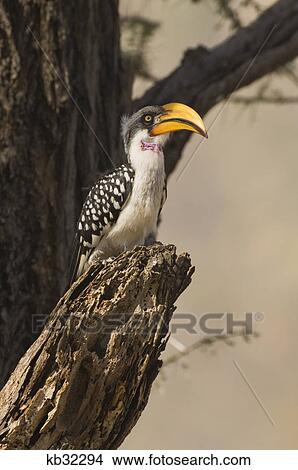 yellow billed hornbill of dead tree limb samburu national reserve kenya africa View Large Photo Image Picture - yellow billed hornbill of dead tree limb samburu national reserve kenya africa. Fotosearch