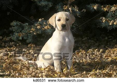Stock Image - yellow labrador retriever puppy sitting in leaves. Fotosearch