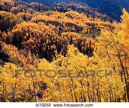 yellow quaking aspen & spruce forest lime creek area of san juan national forest, colorado View Large Photo Image Stock Image - yellow quaking aspen & spruce forest lime creek area of san juan national forest, colorado. Fotosearch