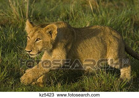 young lion cub focused about to pounce masai mara national reserve kenya africa View Large Photo Image Stock Image - young lion cub focused about to pounce masai mara national reserve kenya africa. Fotosearch
