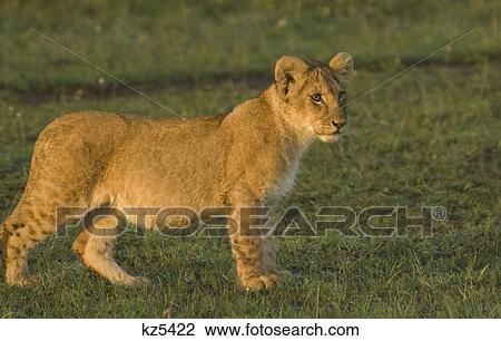 Stock Image - young lion cub standing afternoon light masai mara national reserve kenya africa. Fotosearch