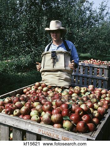young man harvesting jonathan apples missouri View Large Photo Image Stock Image - young man harvesting jonathan apples missouri. Fotosearch
