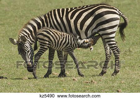 Stock Image - zebra with baby colt nursing masai mara national reserve kenya africa. Fotosearch