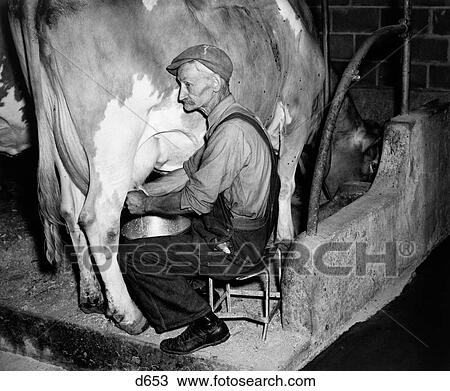 1930S 1940S Elderly Farmer In Overalls Milking Guernsey Cow View Large Photo Image Stock Image - 1930S 1940S Elderly Farmer In Overalls Milking Guernsey Cow. Fotosearch