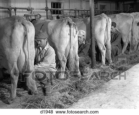 1930S 1940S Three Men Hand Milking Three Milk Cows In Dairy Barn Farming View Large Photo Image Stock Photo - 1930S 1940S Three Men Hand Milking Three Milk Cows In Dairy Barn Farming. Fotosearch