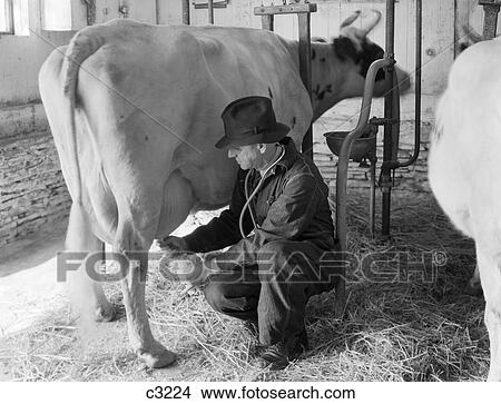 1930S 1940S Veterinary Doctor Wearing Stethoscope Examining Dairy Cow Udder Pulling Teat To Draw Milk Sample Inside Barn View Large Photo Image Picture - 1930S 1940S Veterinary Doctor Wearing Stethoscope Examining Dairy Cow Udder Pulling Teat To Draw Milk Sample Inside Barn. Fotosearch