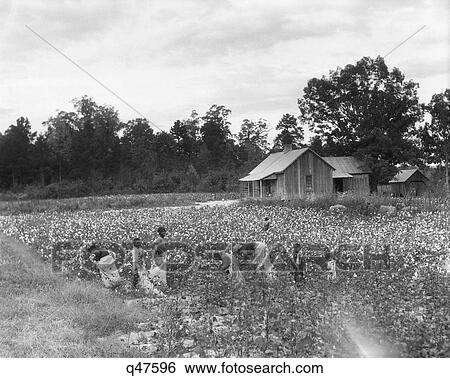 1930S African-American Family On Tenant Farm Picking Cotton In South Carolina View Large Photo Image Stock Photograph - 1930S African-American Family On Tenant Farm Picking Cotton In South Carolina. Fotosearch