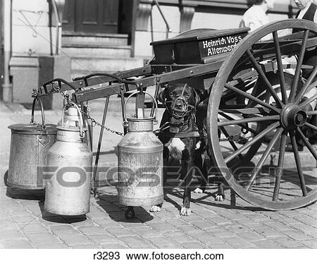 1930S Muzzled Dog Used To Pull Milk Cart Sitting Under The Cart Hamburg Germany View Large Photo Image Stock Image - 1930S Muzzled Dog Used To Pull Milk Cart Sitting Under The Cart Hamburg Germany. Fotosearch