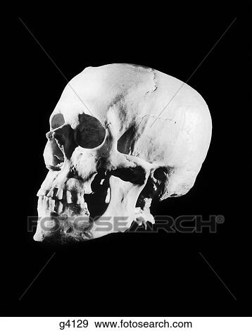 1930S Profile Of Human Skull White Bone On Black Background View Large Photo Image Stock Photo - 1930S Profile Of Human Skull White Bone On Black Background . Fotosearch