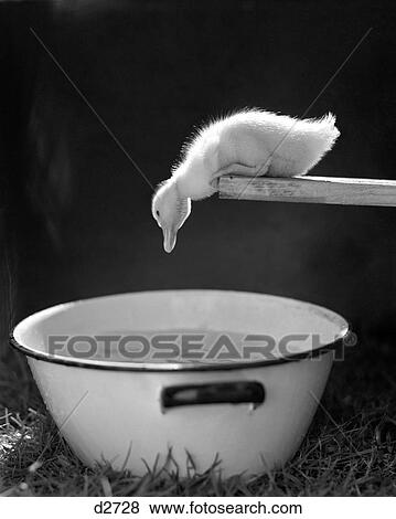 1940S 1950S Young Duck Leaning Over Edge Of Board Looking At Basin Of Water Look Before You Leap View Large Photo Image Stock Photo - 1940S 1950S Young Duck Leaning Over Edge Of Board Looking At Basin Of Water Look Before You Leap. Fotosearch