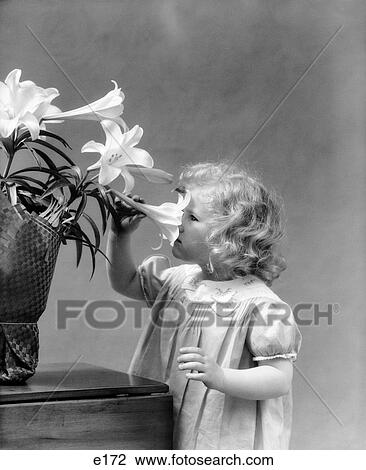 1940S Little Blond Girl Smelling Easter Lily View Large Photo Image Stock Image - 1940S Little Blond Girl Smelling Easter Lily. Fotosearch
