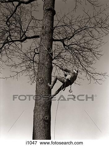 Stock Photo - 1940S Man Worker Tree Surgeon Climbing Elm Tree Trunk With Trim Saw Pruning Trimming Branches Limbs. Fotosearch