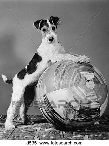Stock Photography - 1940S Terrier In Playful Pose Front Paws Up On Large Ball Ready To Play. Fotosearch