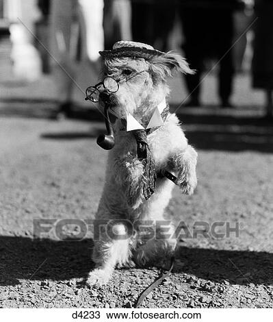 1940S White Terrier Dog On Hind Legs Wearing Hat Glasses Collar & Tie With Pipe In Mouth View Large Photo Image Stock Image - 1940S White Terrier Dog On Hind Legs Wearing Hat Glasses Collar & Tie With Pipe In Mouth. Fotosearch