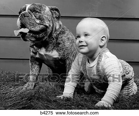 1950S 1960S Baby On Hands & Knees Next To Seated Bulldog In Grass View Large Photo Image Stock Photography - 1950S 1960S Baby On Hands & Knees Next To Seated Bulldog In Grass. Fotosearch