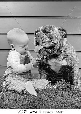 Stock Image - 1950S 1960S Baby Sitting Playing With Bulldog Studio. Fotosearch