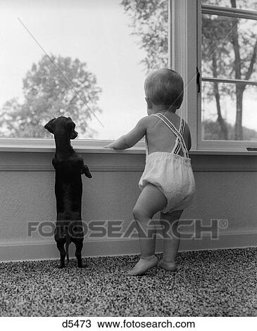 1950S 1960S Baby Standing At Windowsill With Dachshund Standing On Hind Legs Beside Him View Large Photo Image Stock Image - 1950S 1960S Baby Standing At Windowsill With Dachshund Standing On Hind Legs Beside Him. Fotosearch