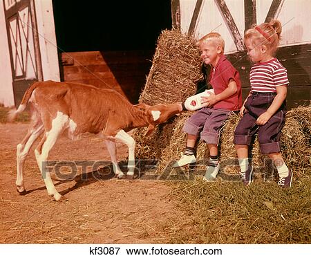 Stock Photo - 1950S 1960S Children Boy And Girl Feeding Calf Bottle Milk Outside Barn. Fotosearch