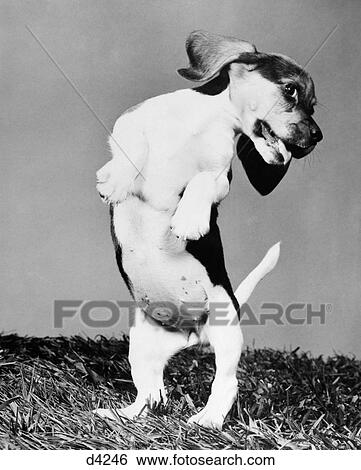 1950S Beagle Pup On Hind Legs With Head Twisted To Side & Tongue Hanging Out View Large Photo Image Stock Photograph - 1950S Beagle Pup On Hind Legs With Head Twisted To Side & Tongue Hanging Out. Fotosearch