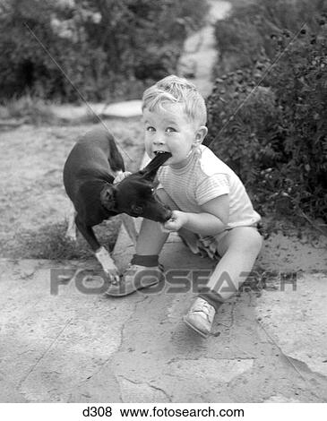 1950S Boy Sitting On Ground Biting Ear Of Puppy Dog Looking At Camera Man Bites Dog View Large Photo Image Stock Photo - 1950S Boy Sitting On Ground Biting Ear Of Puppy Dog Looking At Camera Man Bites Dog. Fotosearch