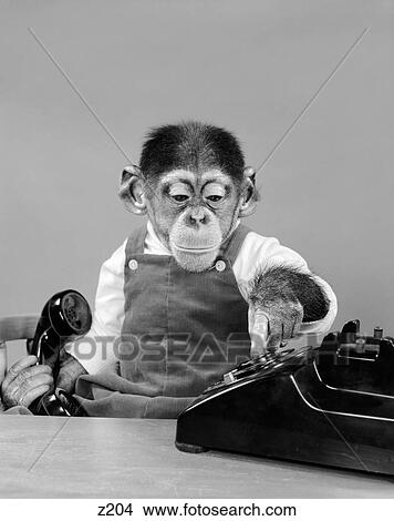 1950S Chimpanzee In Overalls Dialing Phone Holding Receiver In Hand View Large Photo Image Picture - 1950S Chimpanzee In Overalls Dialing Phone Holding Receiver In Hand. Fotosearch