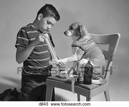 1950S Dog On Chair With Paw Being Bandaged By Boy View Large Photo Image Stock Image - 1950S Dog On Chair With Paw Being Bandaged By Boy. Fotosearch