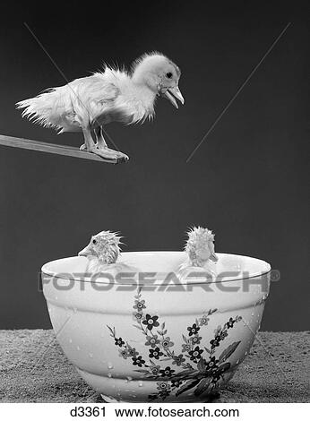 1950S Duckling On Diving Board Looking Down At Two Other Ducklings In Deep Bowl Filled With Water View Large Photo Image Stock Image - 1950S Duckling On Diving Board Looking Down At Two Other Ducklings In Deep Bowl Filled With Water. Fotosearch