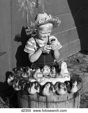 1950S Farm Boy Holding Duckling Sitting By Basked Filled With Mother Duck And Babies View Large Photo Image Stock Photography - 1950S Farm Boy Holding Duckling Sitting By Basked Filled With Mother Duck And Babies. Fotosearch